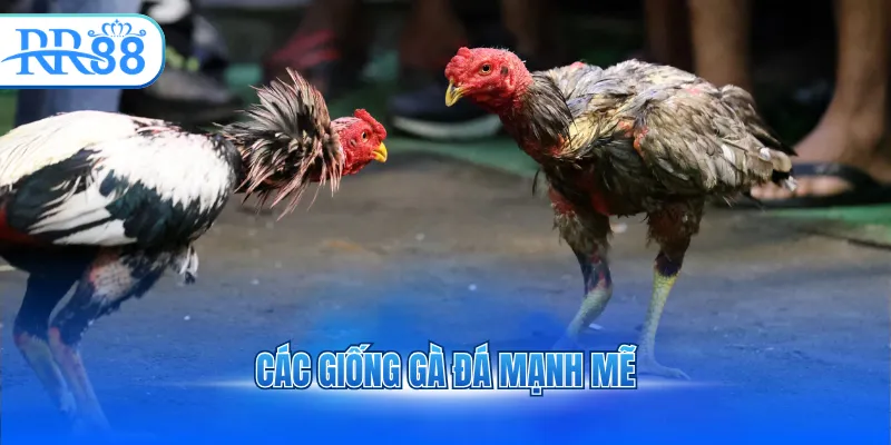 Các giống gà đá mạnh mẽ