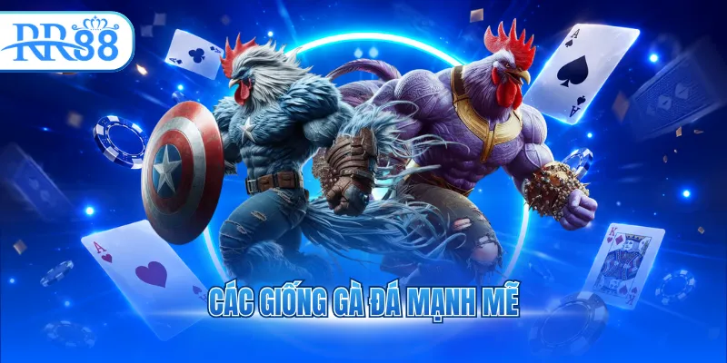 Các giống gà đá mạnh mẽ
