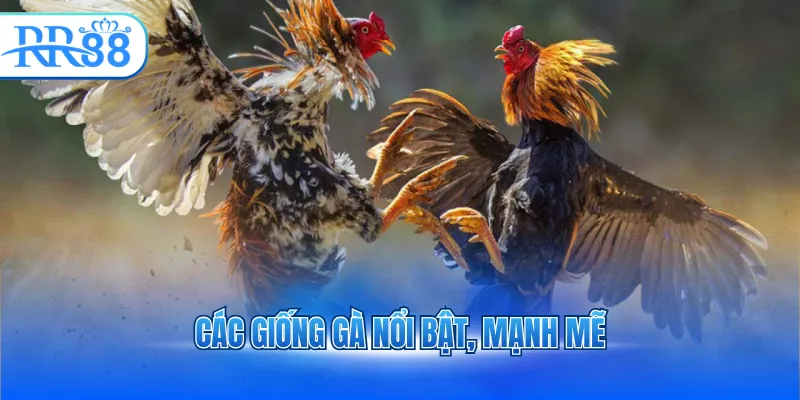 Các giống gà nổi bật, mạnh mẽ