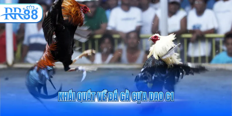 Khái quát về đá gà cựa dao C1