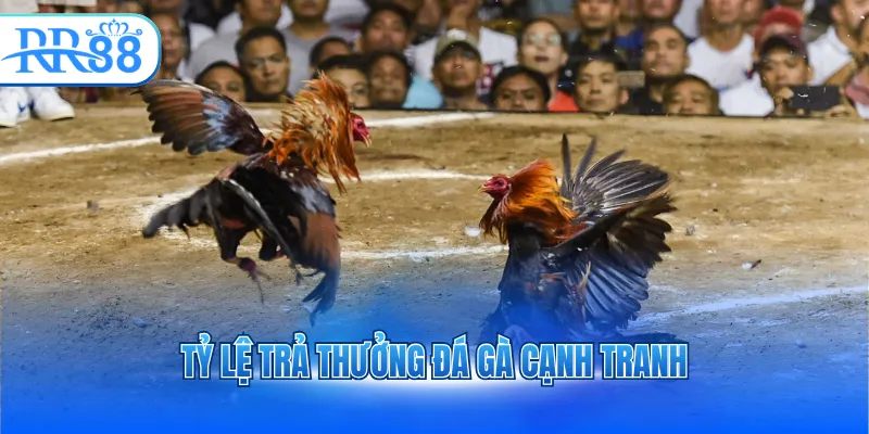 Tỷ lệ trả thưởng đá gà cạnh tranh